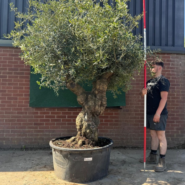 Wonderful Branched Ancient Specimen Olive Fruit Tree 18829