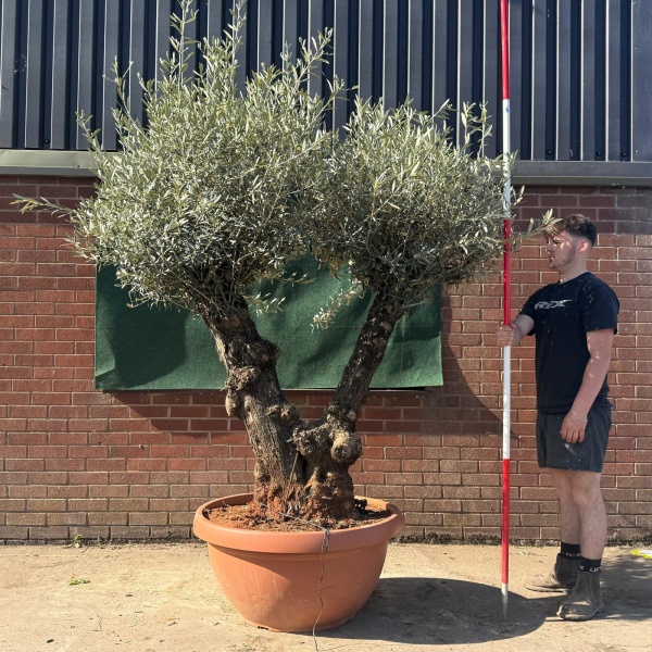 Super Twin Trunk Ancient Specimen Olive Fruit Tree in our Bowl Format 18830
