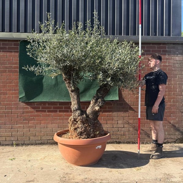 Super Twin Trunk Ancient Specimen Olive Fruit Tree in our Bowl Format 18831