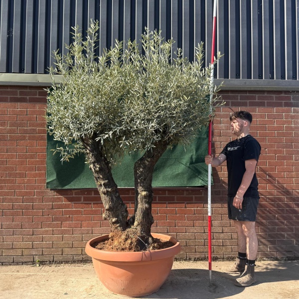 Super Twin Trunk Ancient Specimen Olive Fruit Tree in our Bowl Format 18832