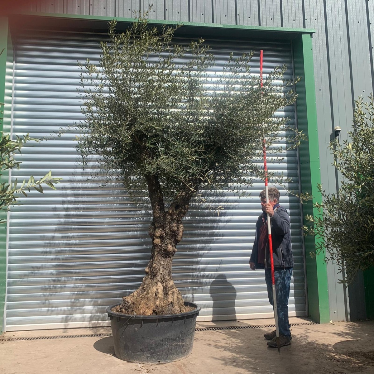 Stunning Branched Ancient Olive Fruit Tree Specimen 18868