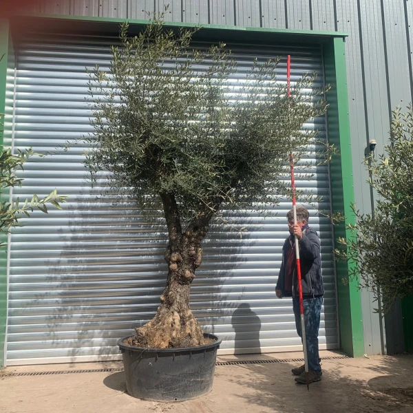 Stunning Branched Ancient Olive Fruit Tree Specimen 18868