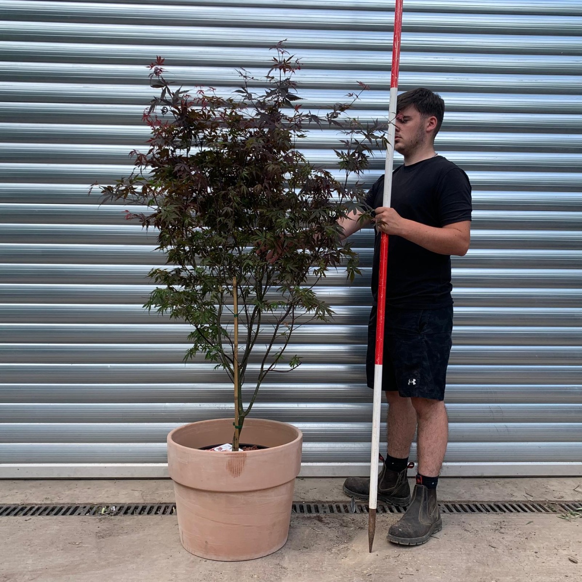 Specimen Japanese Acer Palmatum 'Skeeters Broom' with our 50cm Terracotta Pot 0572v