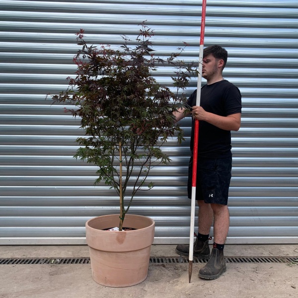 Specimen Japanese Acer Palmatum 'Skeeters Broom' with our 50cm Terracotta Pot 0572v
