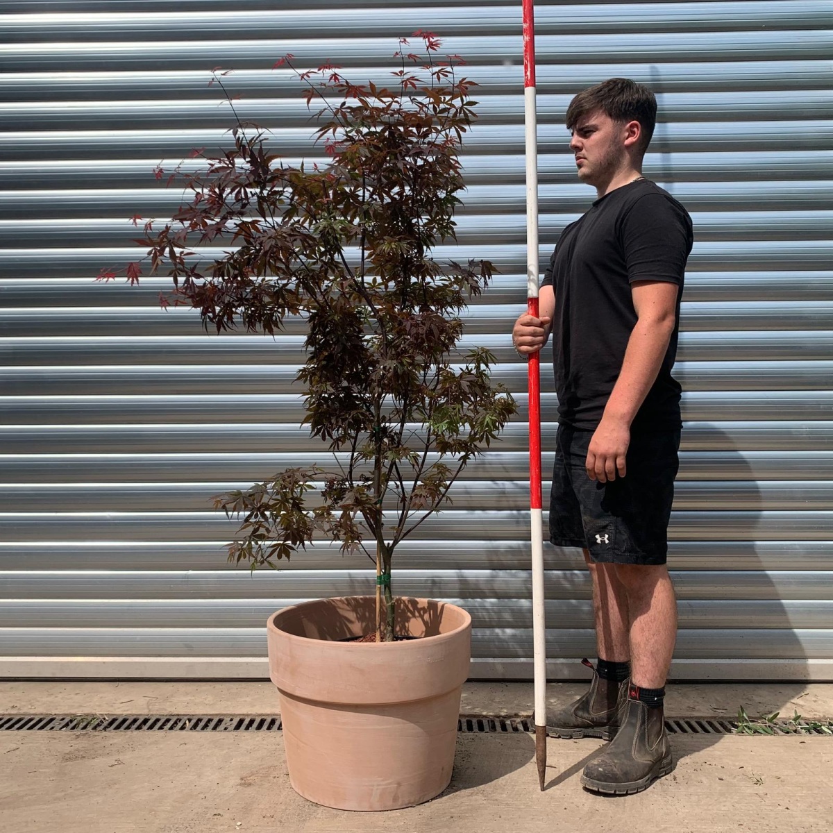 Specimen Japanese Acer Palmatum 'Skeeters Broom' with our 50cm Terracotta Pot 0573v