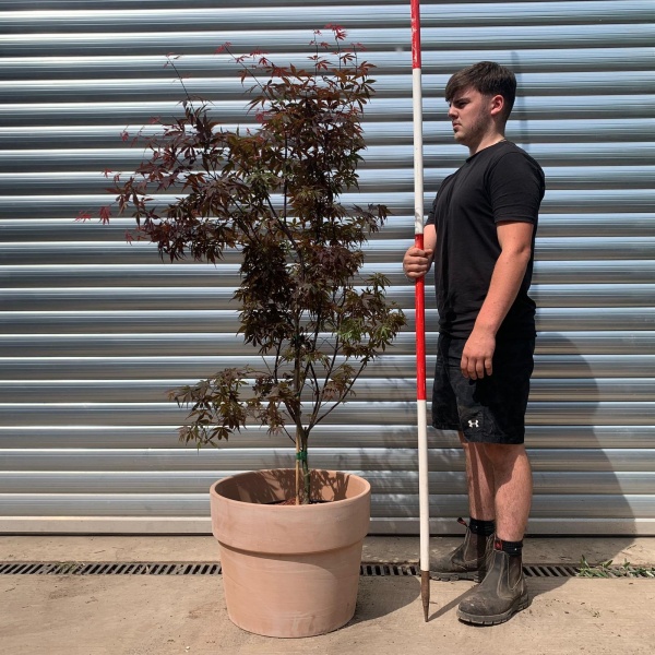 Specimen Japanese Acer Palmatum 'Skeeters Broom' with our 50cm Terracotta Pot 0573v