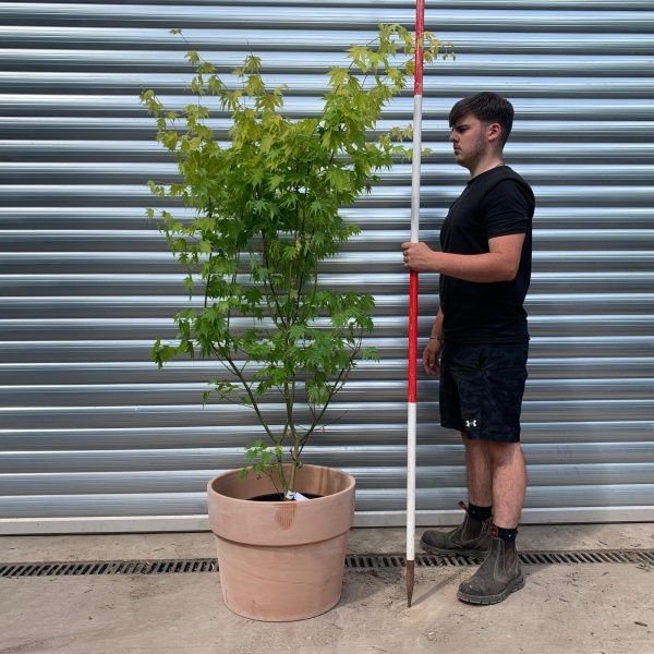 Specimen Japanese Acer shirasawanum 'Jordan' with our 50cm Terracotta Pot 0574v