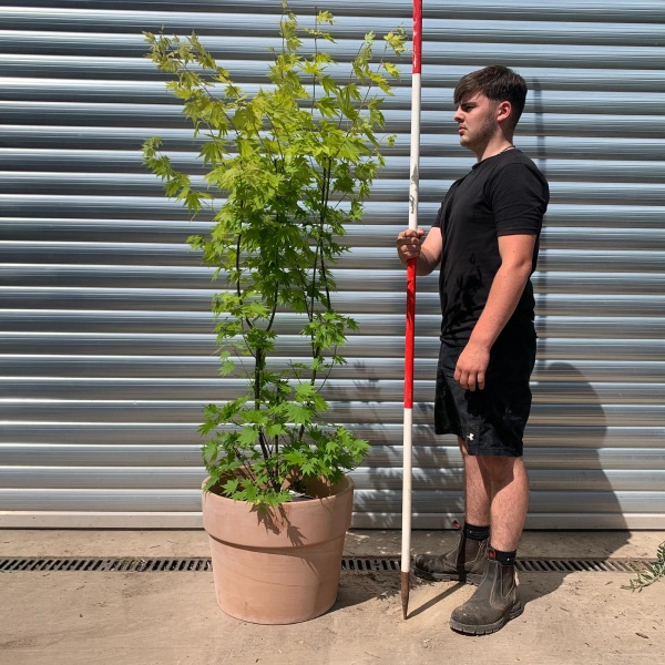 Specimen Japanese Acer shirasawanum 'Jordan' with our 50cm Terracotta Pot 0575v