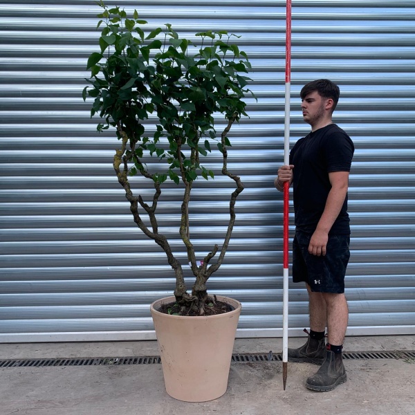 Rare Very Old Purple Lilac Specimen with our 50cm Terracotta Pot 0576v
