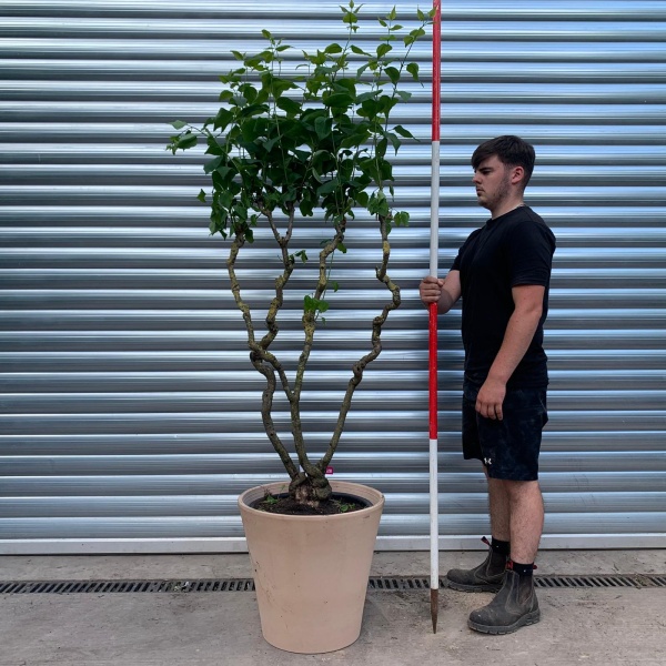 Rare Very Old Purple Lilac Specimen with our 50cm Terracotta Pot 0577v