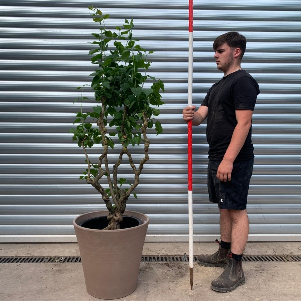 Rare Very Old Purple Lilac Specimen with our 50cm Terracotta Pot 0578v