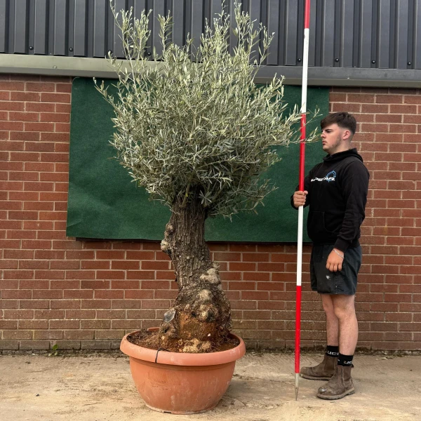 Lovely Ancient Specimen Olive Fruit Tree in our Bowl Format 18783
