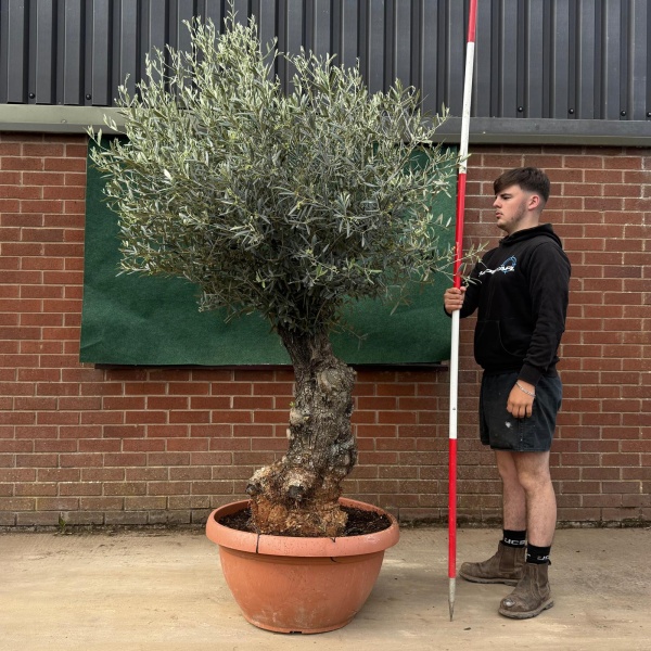 Lovely Ancient Specimen Olive Fruit Tree in our Bowl Format 18784