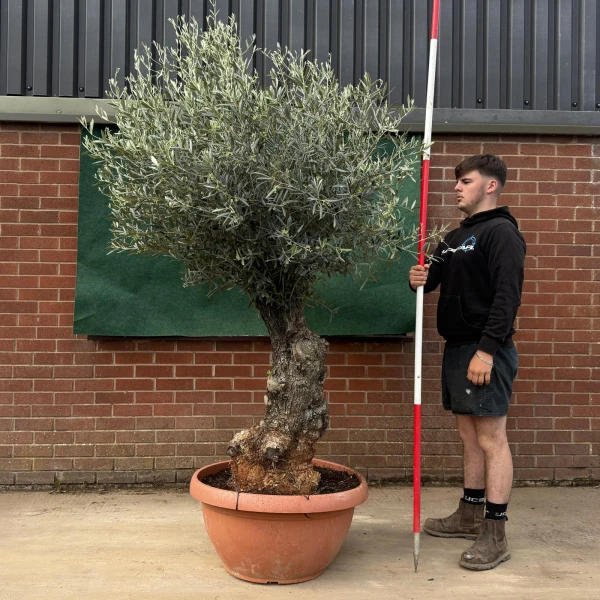 Lovely Ancient Specimen Olive Fruit Tree in our Bowl Format 18784
