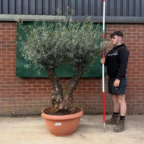 Super Double Trunk Ancient Specimen Olive Fruit Tree in our Bowl Format 18785