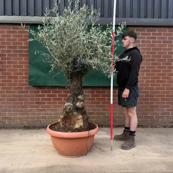 Lovely Ancient Specimen Olive Fruit Tree in our Bowl Format 18786