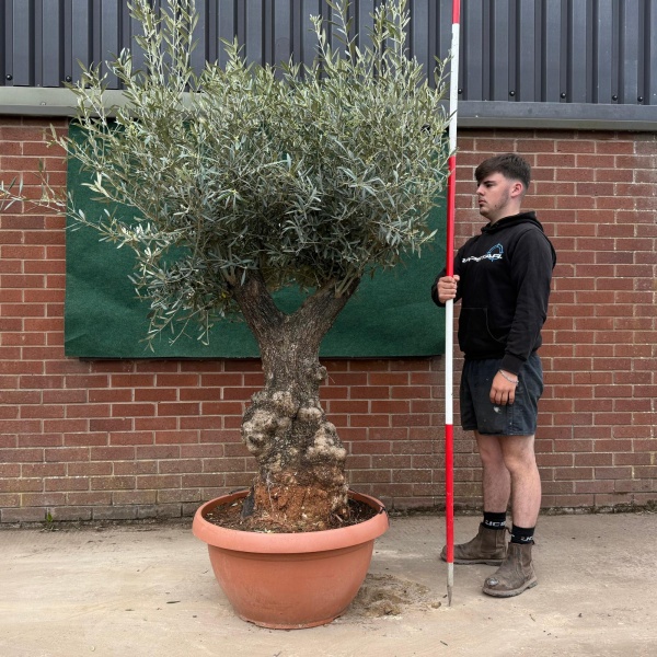 Beautiful Forked Ancient Specimen Olive Fruit Tree in our Bowl Format 18789
