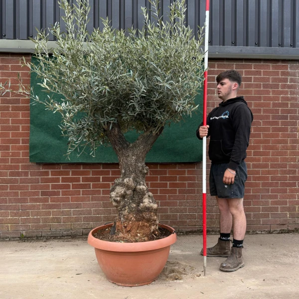 Beautiful Forked Ancient Specimen Olive Fruit Tree in our Bowl Format 18789