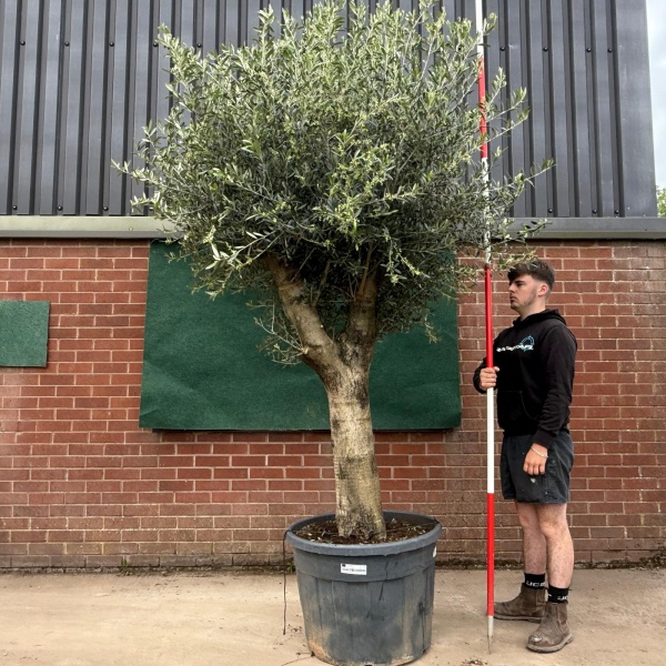 Strong Forked Mature Olive Fruit Tree Specimen 18791