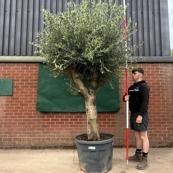 Strong Forked Mature Olive Fruit Tree Specimen 18791