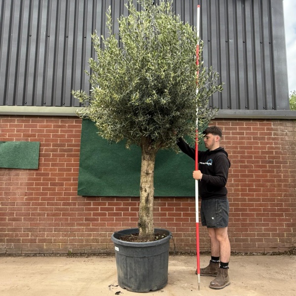 Fantastic Mature Olive Fruit Tree Specimen 18792