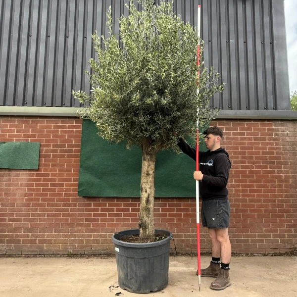 Fantastic Mature Olive Fruit Tree Specimen 18792