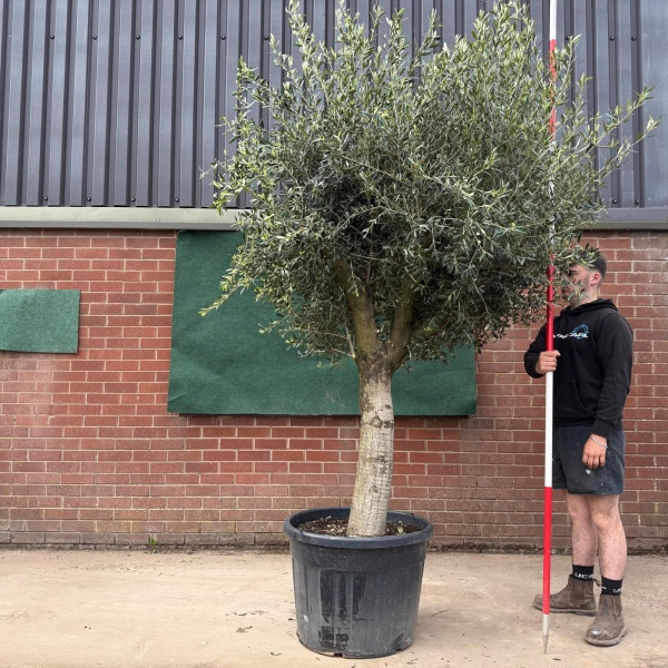 Fantastic Mature Olive Fruit Tree Specimen 18793