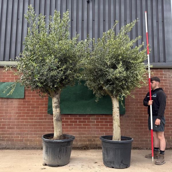 Lovely PAIR of Mature Olive Fruit Tree Specimens 18794 95