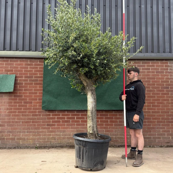 Fantastic Mature Olive Fruit Tree Specimen 18796