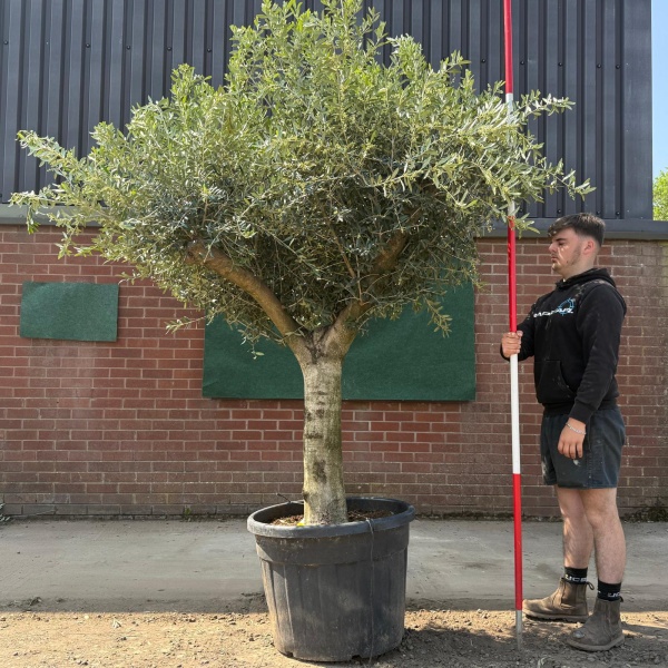 Stunning Mature Olive Fruit Tree Specimen 18797