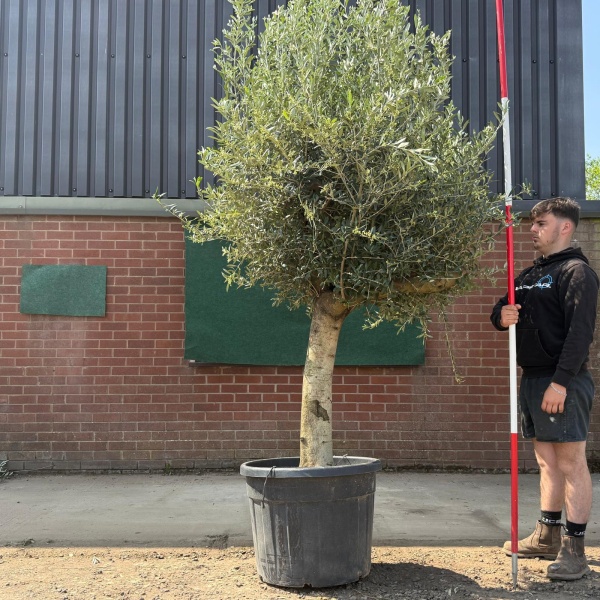 Fantastic Mature Olive Fruit Tree Specimen 18798