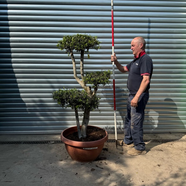 Super Specimen Cloud Olive Fruit Tree in our Bowl Format 18800