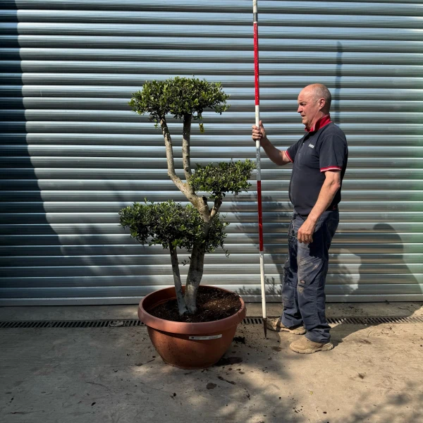 Super Specimen Cloud Olive Fruit Tree in our Bowl Format 18800