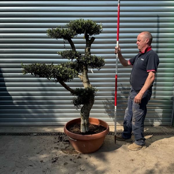 Super Specimen Cloud Olive Fruit Tree in our Bowl Format 18801