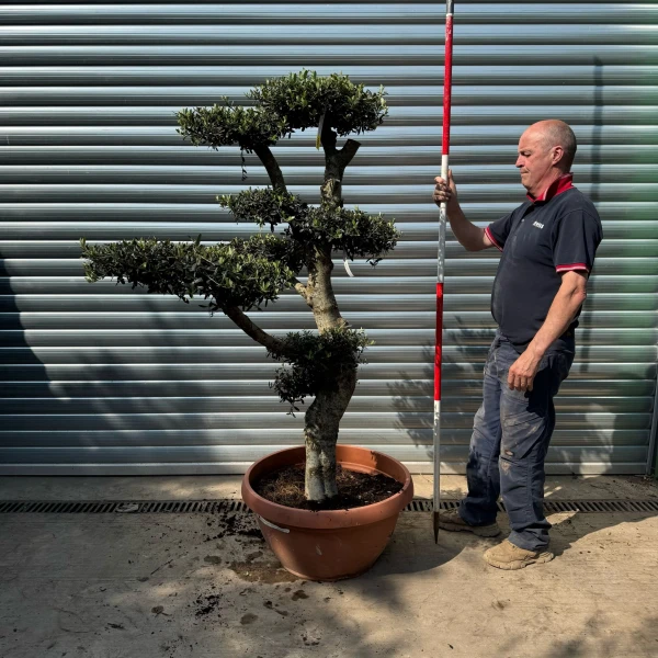Super Specimen Cloud Olive Fruit Tree in our Bowl Format 18801