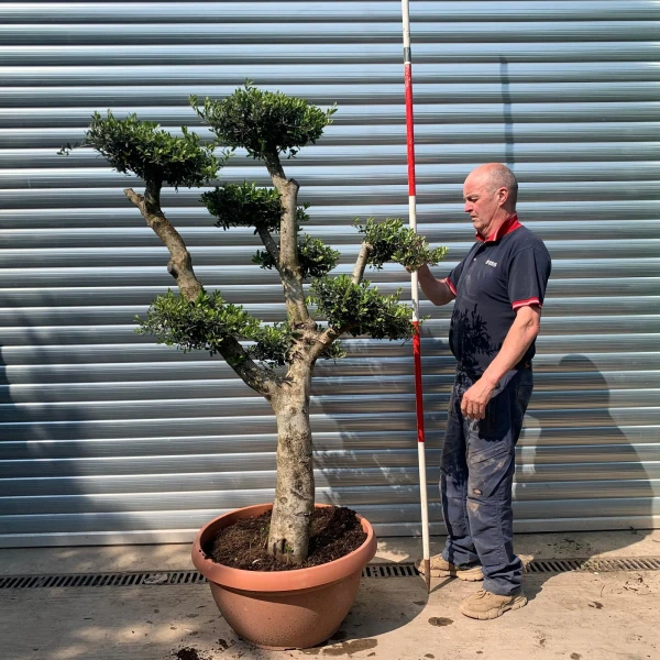 Super Specimen Cloud Olive Fruit Tree in our Bowl Format 18802