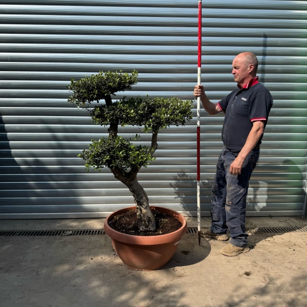 Super Specimen Cloud Olive Fruit Tree in our Bowl Format 18804
