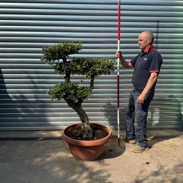 Super Specimen Cloud Olive Fruit Tree in our Bowl Format 18804