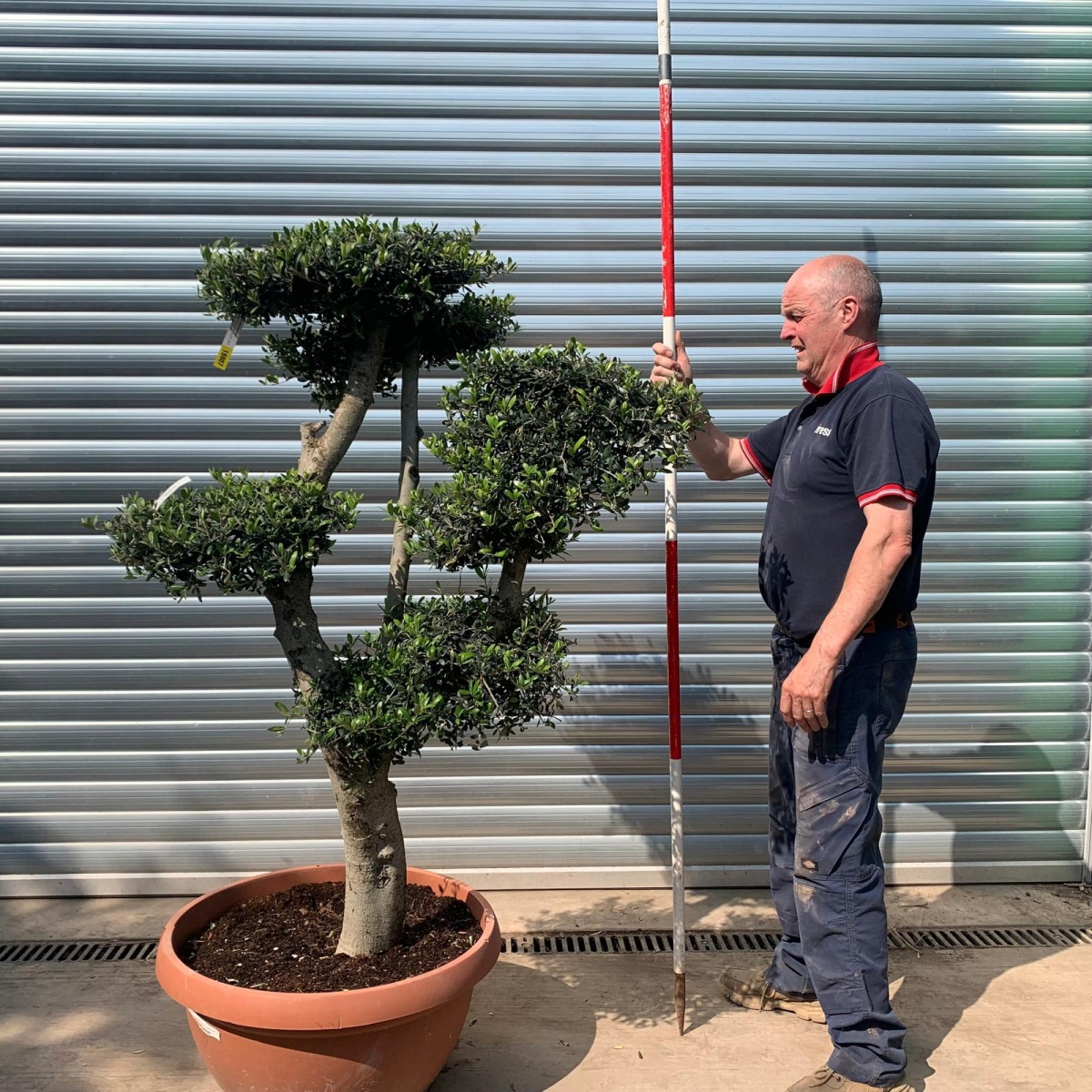 Super Specimen Cloud Olive Fruit Tree in our Bowl Format 18807