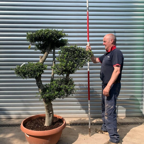 Super Specimen Cloud Olive Fruit Tree in our Bowl Format 18807
