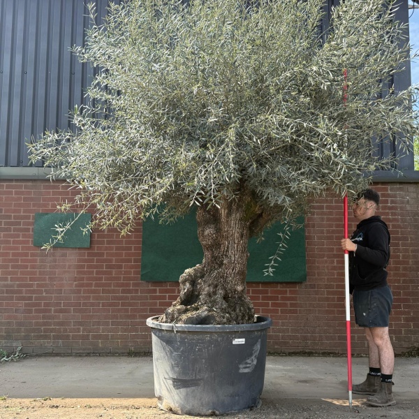 Amazing Ancient Specimen Olive Fruit Tree 18823