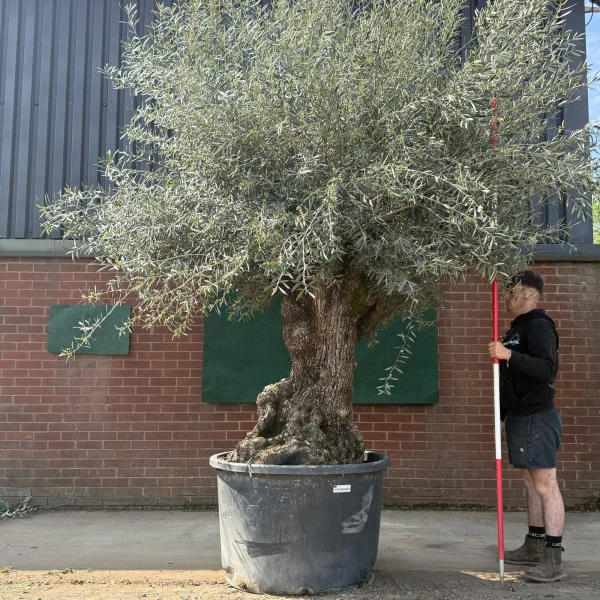 Amazing Ancient Specimen Olive Fruit Tree 18823