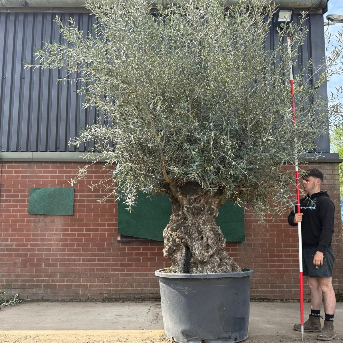 Amazing Ancient Specimen Olive Fruit Tree 18824