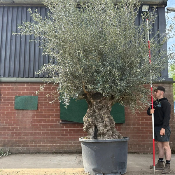 Amazing Ancient Specimen Olive Fruit Tree 18824