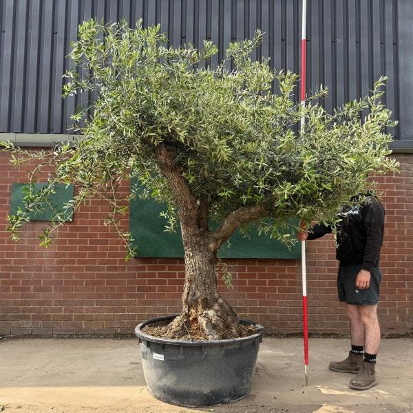 Wonderful Branched Ancient Specimen Olive Fruit Tree 18825