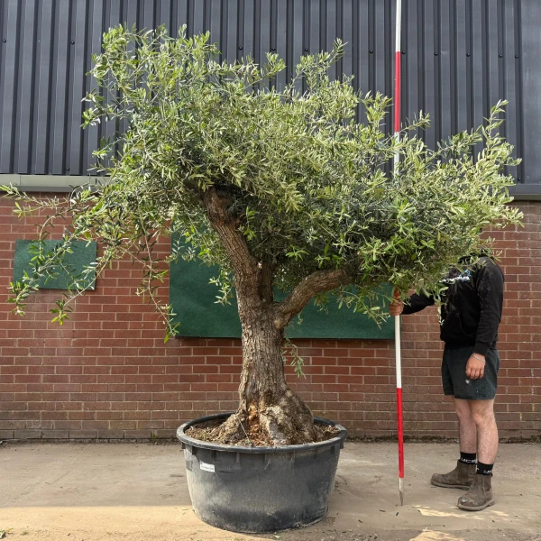 Wonderful Branched Ancient Specimen Olive Fruit Tree 18825