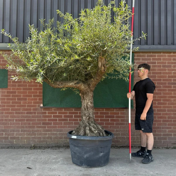Wonderful Branched Specimen Olive Fruit Tree 19068