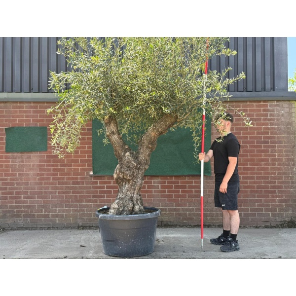 Wonderful Branched Specimen Olive Fruit Tree 19069