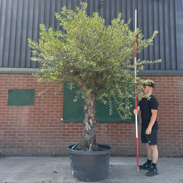 Wonderful Branched Specimen Olive Fruit Tree 19070