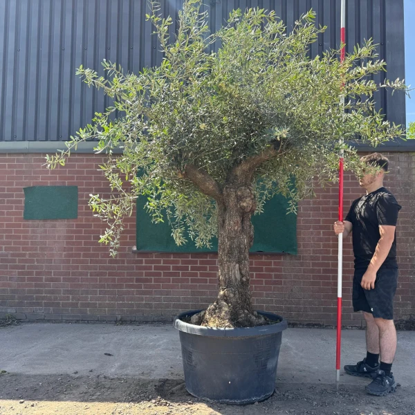 Wonderful Branched Specimen Olive Fruit Tree 19071